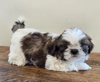 Bear, a male Shih Tzu for sale in Fort Collins, CO – 8 of 10