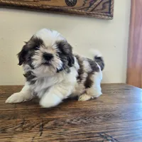 Bear, a male Shih Tzu for sale in Fort Collins, CO – 6 of 10