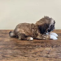 Socks, a male Shih Tzu for sale in Fort Collins, CO – 2 of 10