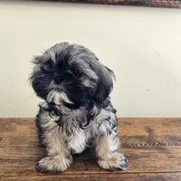 Murphy , a male Shih Tzu for sale in Fort Collins, CO – 8 of 10