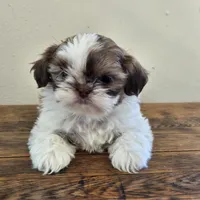 Tiny Harrison , a male Shih Tzu for sale in Fort Collins, CO – 6 of 10