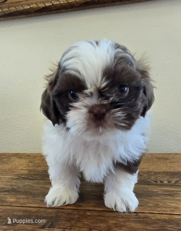 Reggie – Shih Tzu puppy for sale in Fort Collins, CO