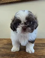Reggie, a male Shih Tzu for sale in Fort Collins, CO – 1 of 10