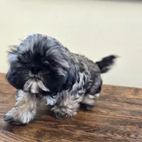 Murphy , a male Shih Tzu for sale in Fort Collins, CO – 9 of 10