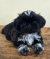 Moonshine , a male Shih Tzu for sale in Fort Collins, CO – 3 of 10