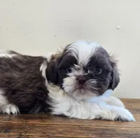 Reggie, a male Shih Tzu for sale in Fort Collins, CO – 5 of 10
