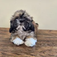 Socks, a male Shih Tzu for sale in Fort Collins, CO – 5 of 10