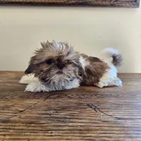 Evie, a female Shih Tzu for sale in Fort Collins, CO – 5 of 10
