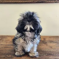 Murphy , a male Shih Tzu for sale in Fort Collins, CO – 7 of 10