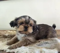 Cherry , a female Shih Tzu for sale in Fort Collins, CO – Photo 9 of 10