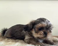 Cherry , a female Shih Tzu for sale in Fort Collins, CO – Photo 3 of 10