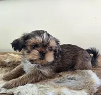 Cherry , a female Shih Tzu for sale in Fort Collins, CO – Photo 8 of 10