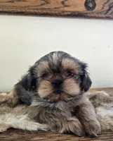 Cherry , a female Shih Tzu for sale in Fort Collins, CO – Photo 7 of 10