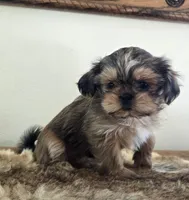Cherry , a female Shih Tzu for sale in Fort Collins, CO – Photo 1 of 10