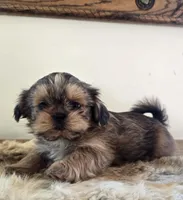 Cherry , a female Shih Tzu for sale in Fort Collins, CO – Photo 5 of 10