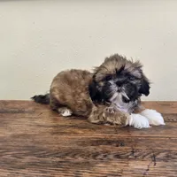 Socks, a male Shih Tzu for sale in Fort Collins, CO – 8 of 10