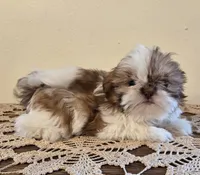 Tiny Harrison , a male Shih Tzu for sale in Fort Collins, CO – 10 of 10