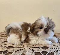 Tiny Harrison , a male Shih Tzu for sale in Fort Collins, CO – 8 of 10
