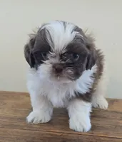 Reggie, a male Shih Tzu for sale in Fort Collins, CO – 10 of 10