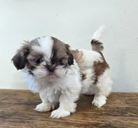 Tiny Harrison , a male Shih Tzu for sale in Fort Collins, CO – 7 of 10