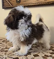 Reggie, a male Shih Tzu for sale in Fort Collins, CO – 5 of 10