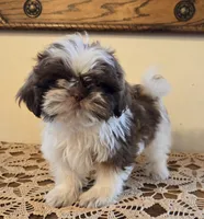 Reggie, a male Shih Tzu for sale in Fort Collins, CO – 4 of 10