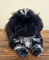 Moonshine , a male Shih Tzu for sale in Fort Collins, CO – 6 of 10