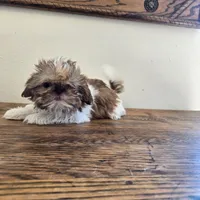 Evie, a female Shih Tzu for sale in Fort Collins, CO – 9 of 10