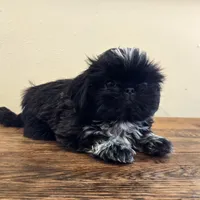 Moonshine , a male Shih Tzu for sale in Fort Collins, CO – 2 of 10