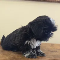 Moonshine , a male Shih Tzu for sale in Fort Collins, CO – 4 of 10