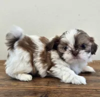 Tiny Harrison , a male Shih Tzu for sale in Fort Collins, CO – 9 of 10