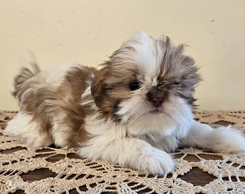 Tiny Harrison  – Shih Tzu puppy for sale in Fort Collins, CO