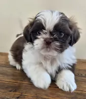 Reggie, a male Shih Tzu for sale in Fort Collins, CO – 2 of 10