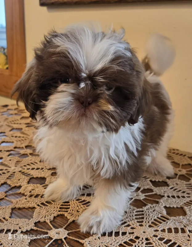 Reggie – Shih Tzu puppy for sale in Fort Collins, CO
