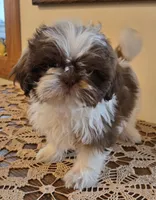 Reggie, a male Shih Tzu for sale in Fort Collins, CO – 1 of 10