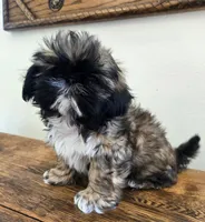 Maverick, a male Shih Tzu for sale in Fort Collins, CO – 4 of 9