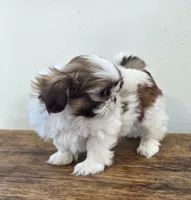 Tiny Harrison , a male Shih Tzu for sale in Fort Collins, CO – 2 of 10