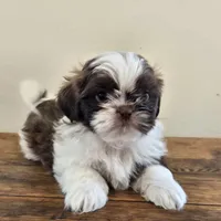 Reggie, a male Shih Tzu for sale in Fort Collins, CO – 3 of 10