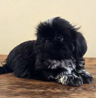 Moonshine , a male Shih Tzu for sale in Fort Collins, CO – 8 of 10