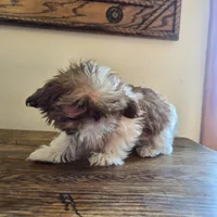 Evie, a female Shih Tzu for sale in Fort Collins, CO – 2 of 10