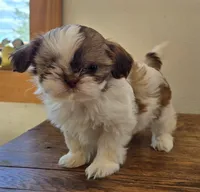 Tiny Harrison , a male Shih Tzu for sale in Fort Collins, CO – 10 of 10