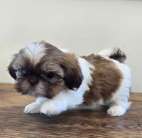 Tiny Evelyn, a female Shih Tzu for sale in Fort Collins, CO – 10 of 10