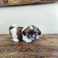Tiny Evelyn, a female Shih Tzu for sale in Fort Collins, CO – 8 of 10