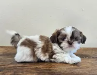Tiny Harrison , a male Shih Tzu for sale in Fort Collins, CO – 5 of 10