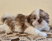 Tiny Harrison , a male Shih Tzu for sale in Fort Collins, CO – 6 of 10