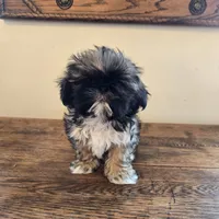 Maverick, a male Shih Tzu for sale in Fort Collins, CO – 5 of 9