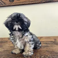 Murphy , a male Shih Tzu for sale in Fort Collins, CO – 5 of 10