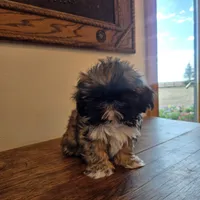 Maverick, a male Shih Tzu for sale in Fort Collins, CO – 9 of 9