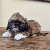 Socks, a male Shih Tzu for sale in Fort Collins, CO – 10 of 10
