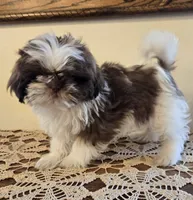 Reggie, a male Shih Tzu for sale in Fort Collins, CO – 7 of 10